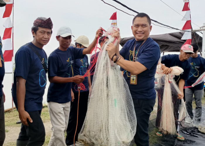 DKP Jabar Panen Udang Vaname Milenial Juara  di Perairan Payau Karawang