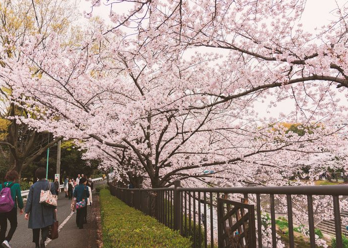 Bukan Hanya Uang, Inilah 10 Hal yang Perlu Kamu Perhatikan Jika Berlibur ke Jepang,