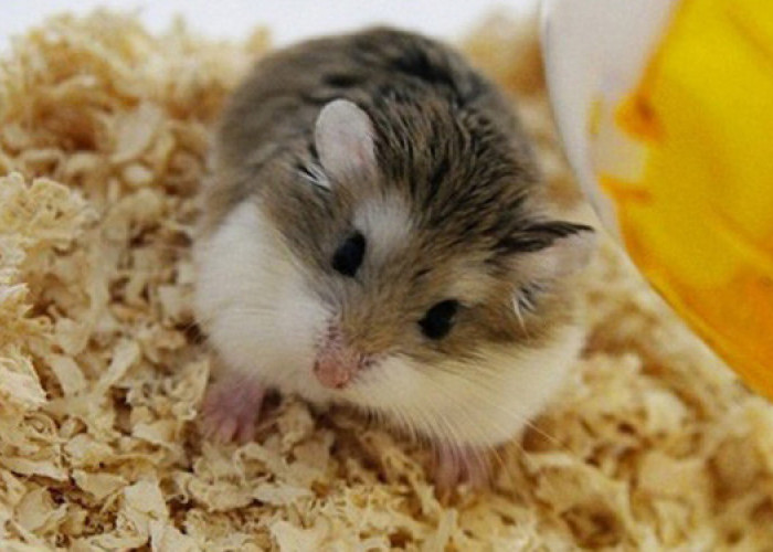 Pentingnya Menjaga Pola Makan Hamster Agar Tidak Kegemukan 