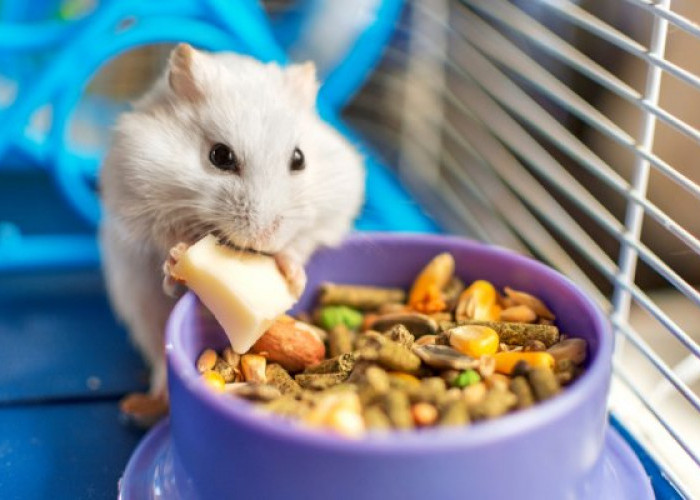 Kenari Sampai Bij Buncis, Berikut Rekomendasi Makanan Kaya Nutrisi Aman Dikonsumsi Hamster