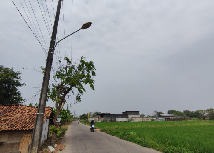 Takut Padi Bantet dan Diserbu Hama, Petani di Cikarang Timur Cat Lampu PJU hingga Redup