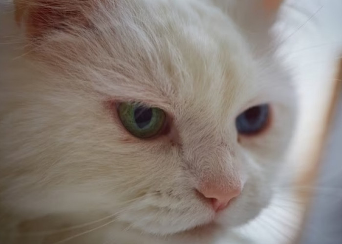 Unik, Berikut Kelainan Genetik Kucing Odd Eye, Kucing yang Memiliki Dua Warna Mata Berbeda