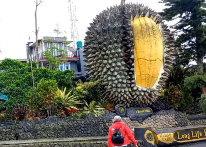 Kebun Durian Warso Farm Wisata Sambil Menikmati Aneka Jenis Buah Durian di Cijeruk Bogor