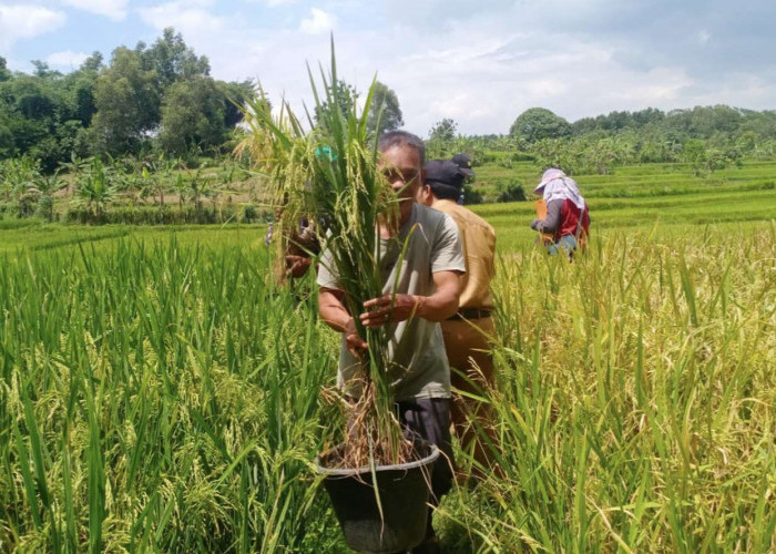 Bojongmangu Jadi Pusat Pengembangan Bibit Padi Merah di Bekasi, Ini Manfaat dan Sejarahnya