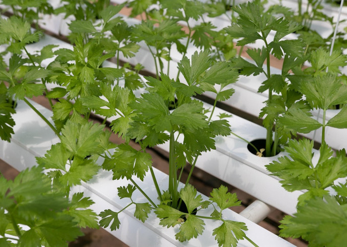 11 Tips Berkebun Hidroponik di Jatimulya Tambun Selatan, Panen Sayuran Organik Meski Lahan Sempit!