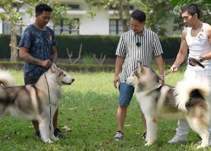 Perawatan Bulu Sampai Kandang Dingin, 7 Cara Simpel Merawat Anjing Alaskan Malamute Cocok Buat Para Pemula 