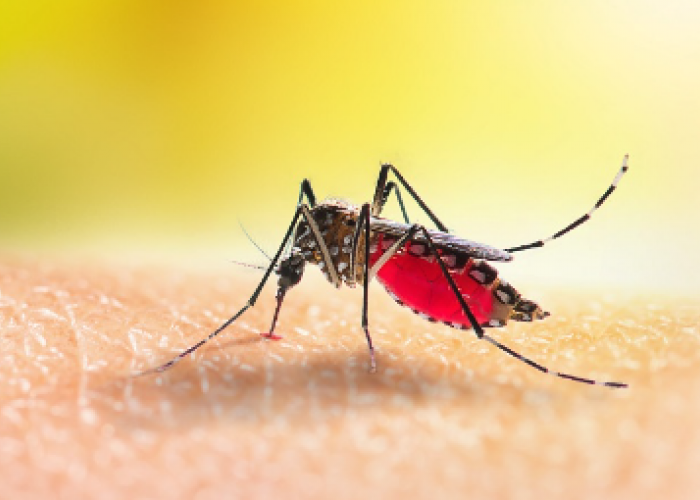 6 Cara Mencegah Pertumbuhan Nyamuk DBD. Dengan Merawat Kebersihan Rumah 