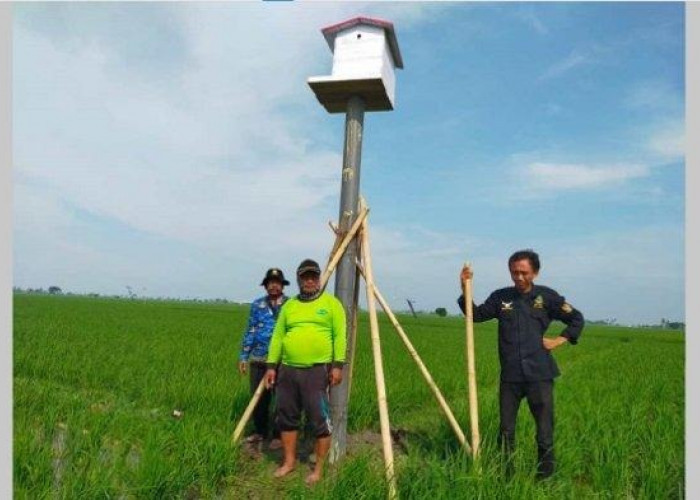 DPKP Karawang Bangun 40 Rumah Burung Hantu di Persawahan Tiap Kecamatan