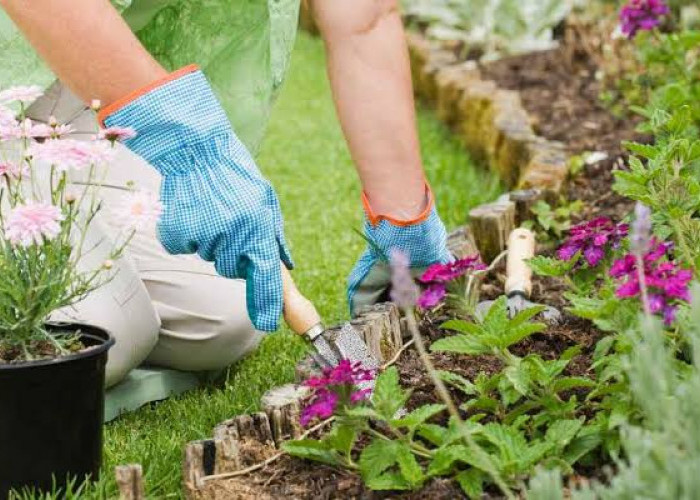 Beberapa Hal Ini Harus Kamu Perhatikan Jika Ingin Berkebun