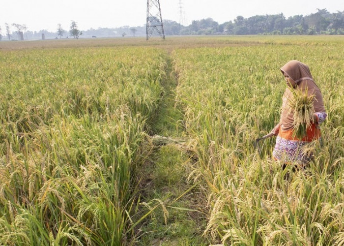 Dinas Pertanian Karawang Gelar Panen Padi dan Gerakan Tanam SALIBU di Cilamaya Kulon