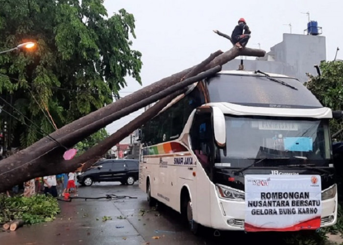 Pohon Tumbang Timpa Bus Pariwista di Kayuringin Kota Bekasi