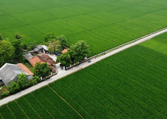 Pemkab Siapkan Payung Hukum untuk Sawah Dilindungi, Bupati Ade: Pembangunan Harus Seimbang dengan Lingkungan
