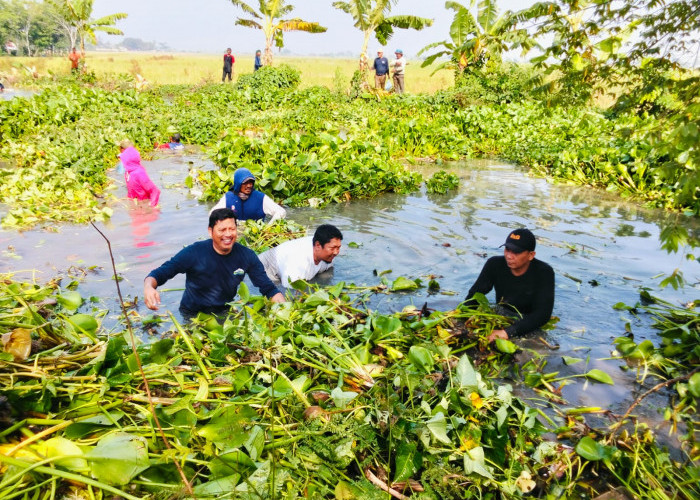 Ketika Camat Cibuaya dan Camat Pedes Terjun Langsung ke Irigasi Penuh Eceng