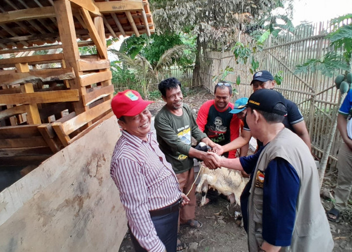 Pemerintah Desa Telukjambe Perkuat Ketahanan Pangan Melalui Penggemukan Domba