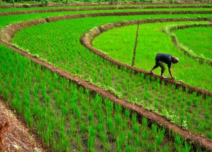 Optimalisasi Sektor Pertanian Dalam Mendukung Percepatan Pencapaian SDGs di Indonesia