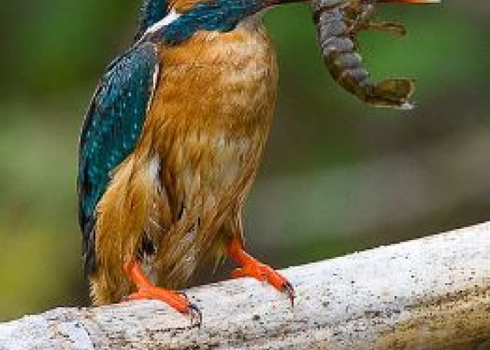 5 Fakta Unik Burung Cekakak, Si Raja Udang atau Kingfisher