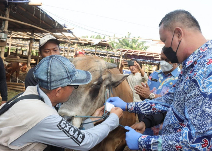 Pemkot Bekasi Bentuk Tim Pengawasan Hewan Kurban Jelang Idul Adha 1447 H