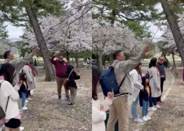 Viral Turis Indonesia Rusak Pohon Sakura di Jepang,  Simak 10 Tips Ini untuk Menjadi Turis yang Baik