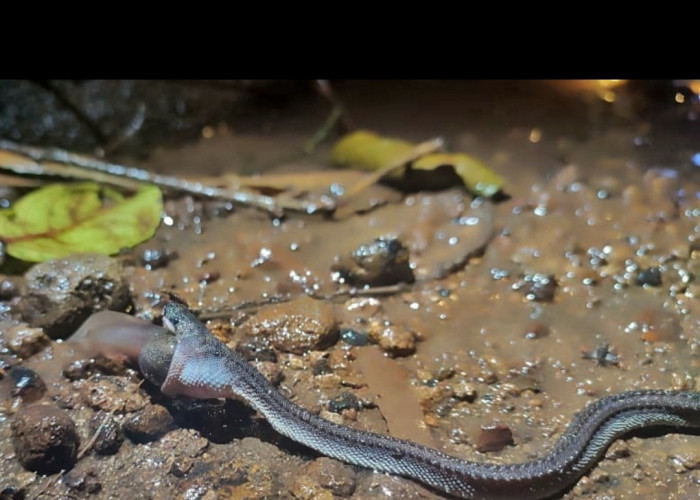 Ular Naga Jawa Ditemukan di Gunung Sanggabuana Karawang, Begini Penampakannya... 