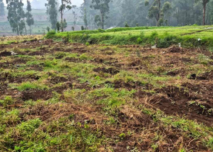 FKPPIB Desak Penegakan Hukum atas Dugaan Perusakan Kebun Teh PTPN I