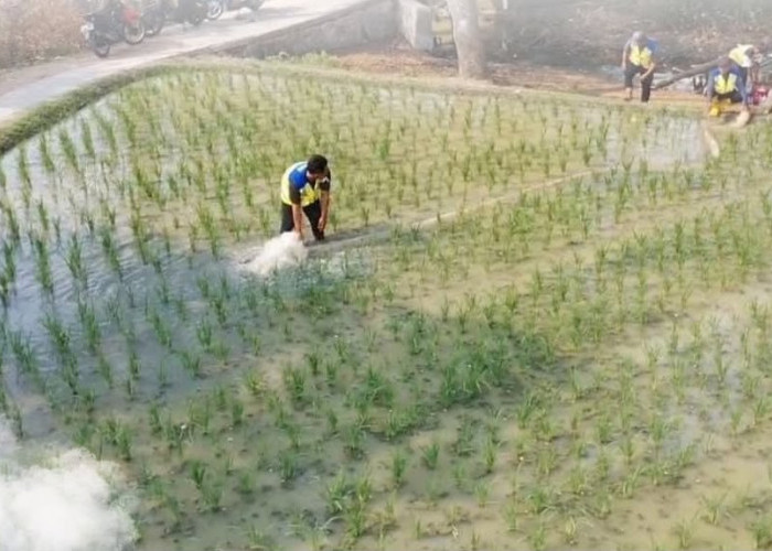Kemarau Panjang, Petani di Kabupaten Bekasi Pompa Air Siang Malam Selama 40 Hari  Habis  300 Liter Solar