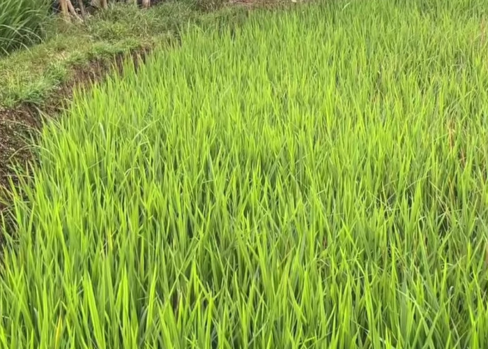 Gempar Seorang Petani Ditemukan Meninggal di Sawah Ceger Cibitung, Ini Kronologi Awalnya