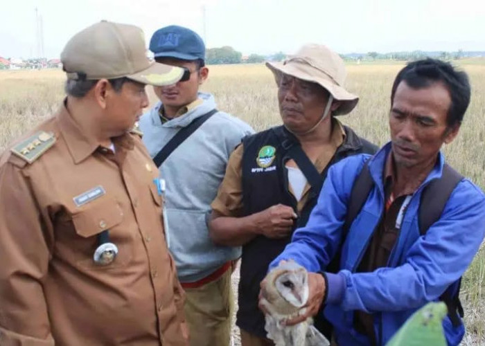 Sering Habiskan Tanaman Padi, Para Petani di Sukatani Gunakan Burung Hantu Untuk Basmi Hama Tikus
