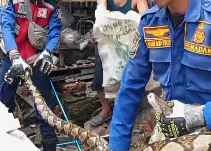 Warga Kampung Tanah Baru Geger, Ular Sanca sepanjang lima Meter Masuk Kandang Ayam