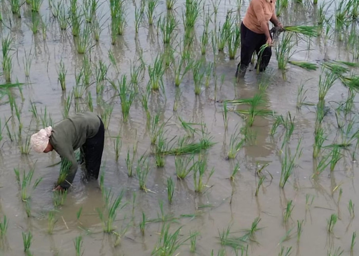 Terdampak Banjir, Bantuan Benih di Kabupaten Bekasi Belum Merata