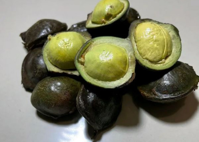 Baru Tau! Ternyata Jengkol Muda Kaya Akan Manfaat Bagi Kesehatan, Apa Saja?