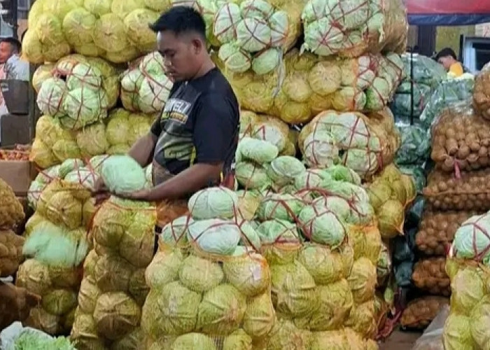 Jangan Sembarangan Konsumsi Kol! Ini 8 Kondisi Orang yang Disarankan Batasi Asupannya