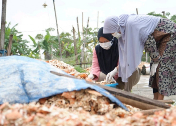 Dongkrak Hasil Gabah, Limbah Cangkang Rajungan Disulap Jadi Pupuk Organik