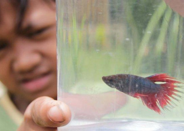 Cara Merawat Ikan Cupang agar tumbuh sehat, cocok buat pemula 