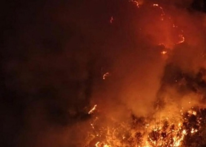 Karhutla di Taman Nasional Gunung Ciremai Hanguskan 1,5 Hektare Lahan Bambu, Dedi Mulyadi Turun ke Lokasi