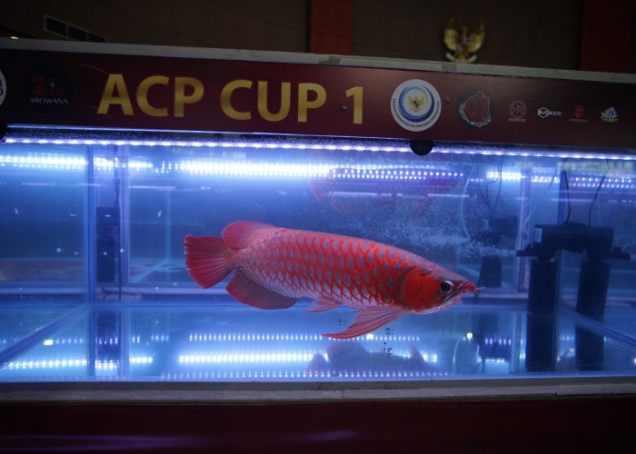 Kontes Ikan Arwana Kalimantan Jadi Ajang promosi 