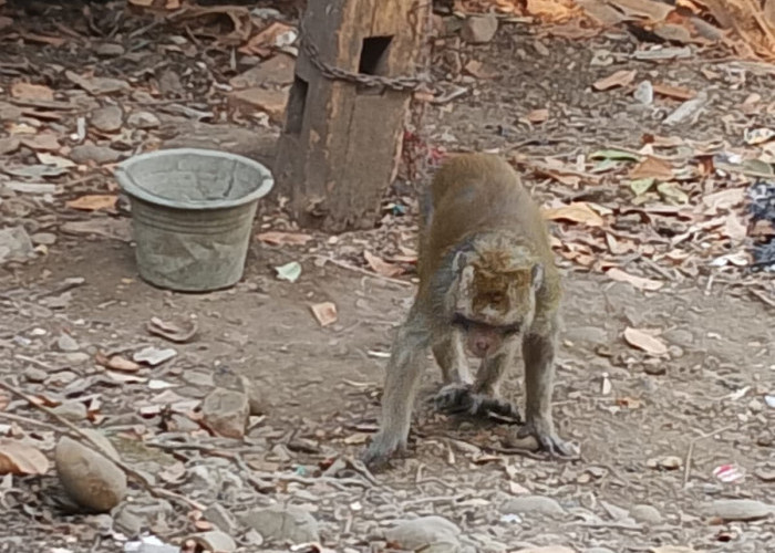 Diduga Stres, Monyet Peliharaan di Klari Lepas dan Gigit Pemilik hingga Dapat 5 Jahitan