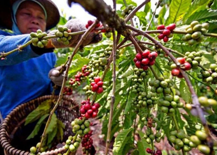Harga Kopi dan Lada Dunia Mengalami Kenaikan, Pasokan Global Semakin Ketat