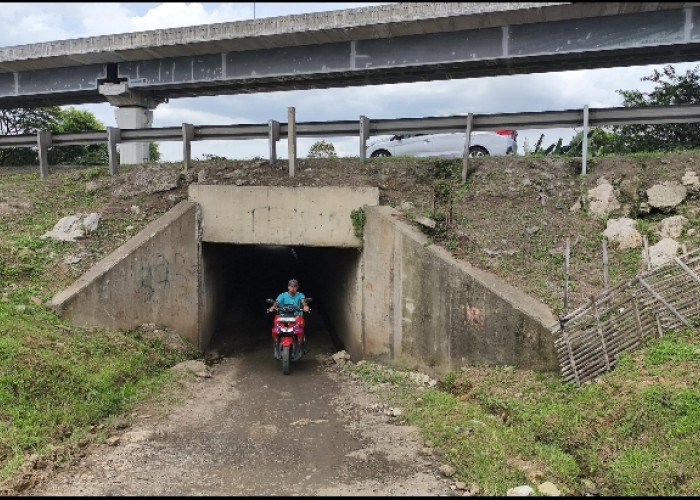 ''Terowongan Sapi'' Jalur Vital yang Terabaikan di Tengah Geliat Industri Cikarang