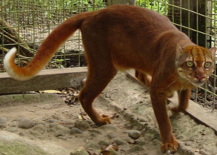 Terancam Punah, Inilah 7 Spesies Kucing Besar Endemik Indonesia yang Masih Tetap Bertahan