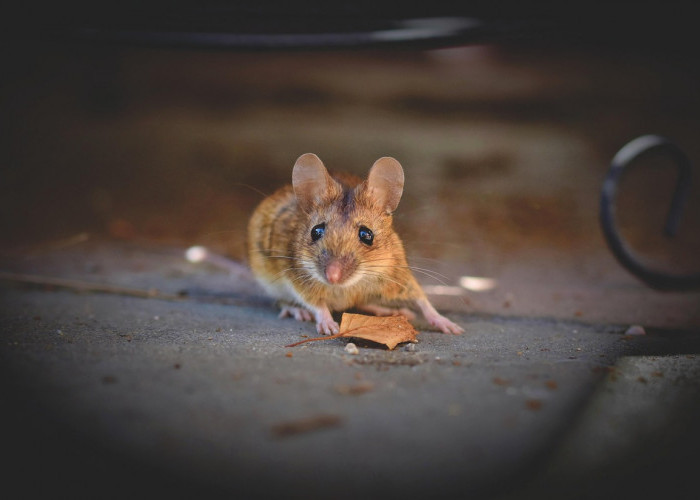 14 Cara Mengusir Tikus dan Kecoa dari Dapur Secara Alami, Nomor 13 Ternyata Paling Dibenci Hama!