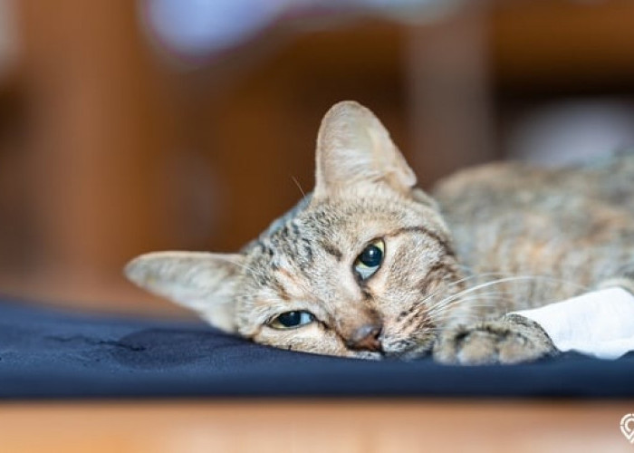 Gak Doyan Makan Sampai Kejang, Ketahui 7 Gejala Kucing Peliharaan yang Akan Mati