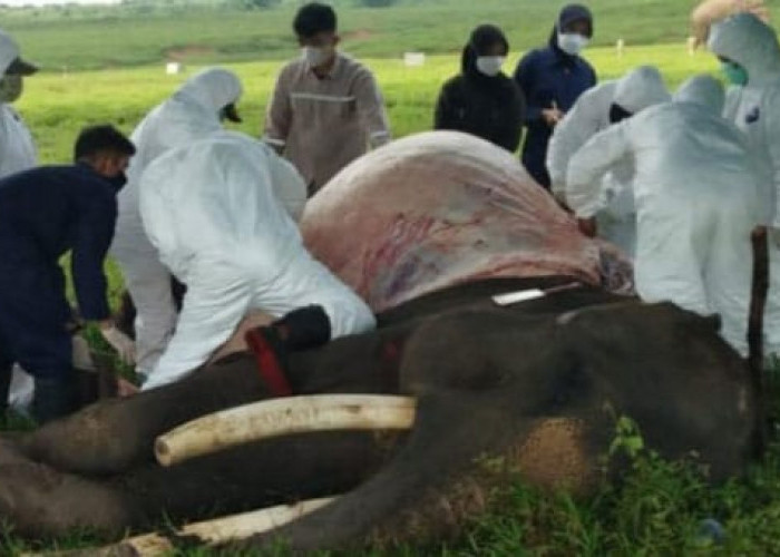 Gajah Jantan Hasil Rescue dan Translokasi dari Palembang, Ditemukan Mati di TNWK 