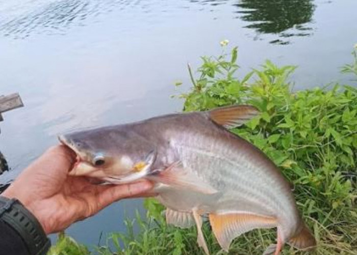 Rekomendasi 10 Spot Mancing Menarik 2026 di Cikarang