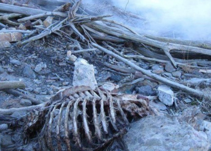 Centralia, Kota Mati di Amerika yang Terus Terbakar Selama Puluhan Tahun