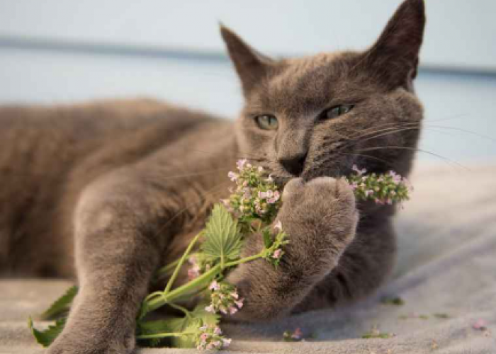 Bikin Kucing mabuk setelah mengendusnya, apa itu daun catnip?