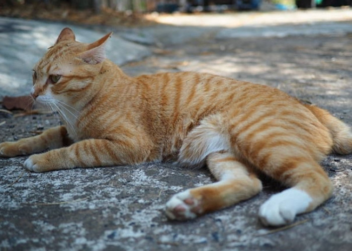Bingung si Oyen Ditinggal saat Mudik? Ini Rekomendasi Penitipan Kucing yang Aman dan Nyaman di Bekasi
