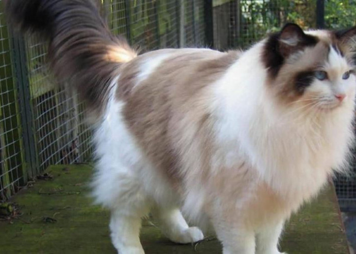 Fakta Menarik Jenis Kucing Ragdoll, Si 'Boneka Cantik Berbulu' yang Menggemaskan