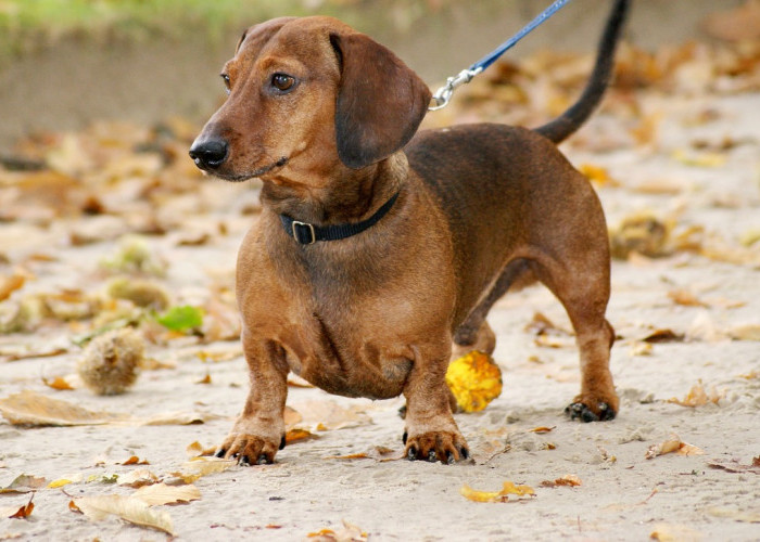 Disebut Anjing Sosis, Berikut 5 Fakta Unik Anjing Dachshund yang Belum Banyak Diketahui Orang