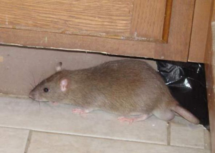 Cara Paling Sederhana Mengusir Tikus Tanpa Menggunakan Jebakan