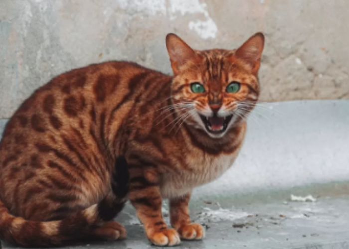 6 Cara Mengatasi Gigitan dan Cakaran Kucing Rabies, Berikut Ciri Ciri Rabies Pada Manusia